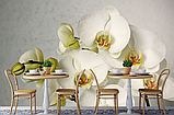 3Д Фотообои "Белая орхидея на нежном фоне", фото 3