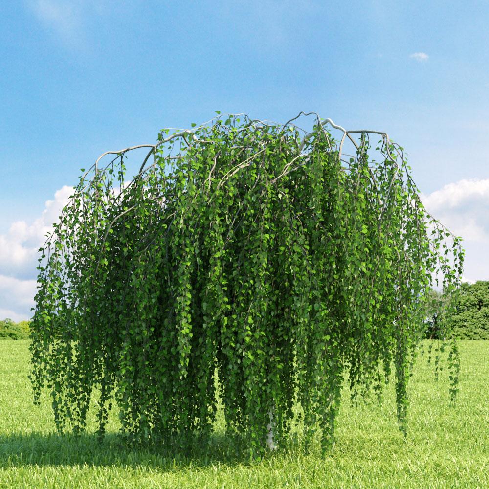 Берёза повислая Юнги (Betula Pendula Youngii)штамб 250-300см - фото 1 - id-p99088062