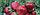 Рассада земляники садовой, клубники сорта Мальвина, фото 4