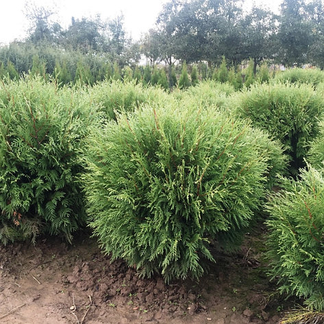 Туя "Globosa Compacta" h=10-15 см, фото 2
