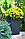 Напольное кашпо Large Rattan planter, коричневый, фото 3