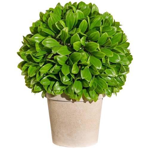 Растение Blattbusch искусств. 28 см, в горшке, зеленый