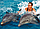 Подарочный сертификат Плавание с  дельфинами, фото 4
