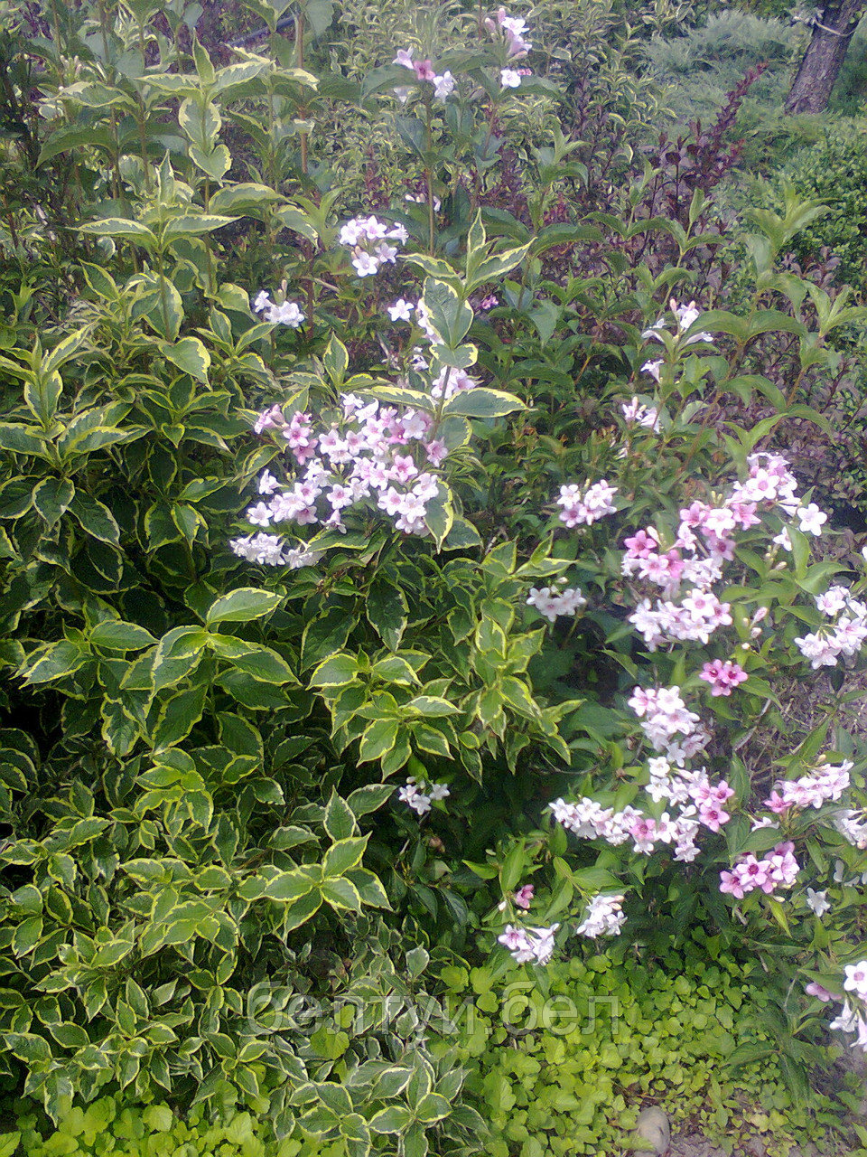 Вейгела цветущая  Weigela florida