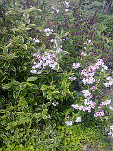 Вейгела цветущая  Weigela florida