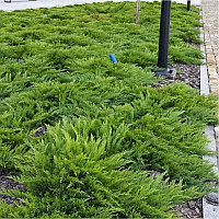 Можжевельник казацкий "Tamariscifolia" (Juniperus sabina) C5