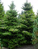 Пихта корейская (Abies koreana) С3