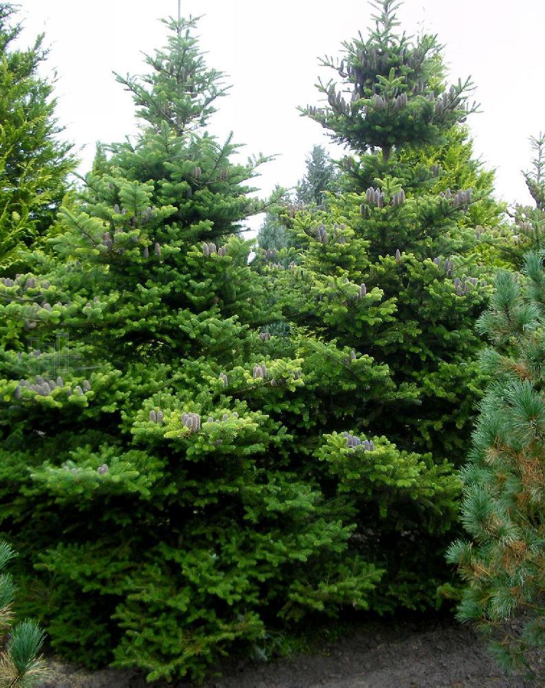 Пихта корейская (Abies koreana) С3 - фото 1 - id-p100372316