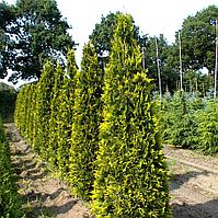 Туя западная "Aurescens" (Thuja occidentalis) C5