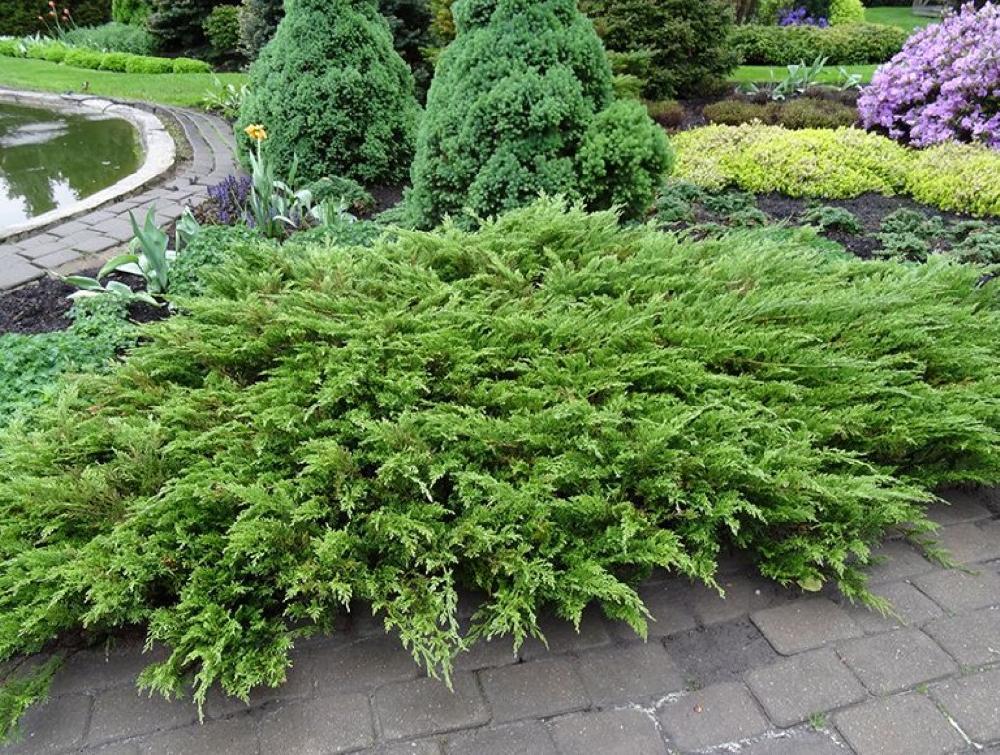 Можжевельник казацкий "Cuprescifolia" (Juniperus sabina) С5 - фото 1 - id-p73413434