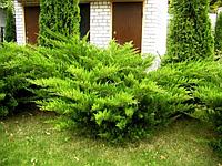Можжевельник средний "Mint Julep" (Juniperus x pfitzeriana) С5