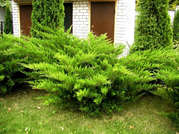 Можжевельник средний "Mint Julep" (Juniperus x pfitzeriana) С5 - фото 1 - id-p100378742