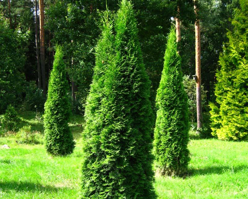 Туя западная "Фастигиата" (Thuja occidentalis "Fastigiata") С5 - фото 1 - id-p100379571