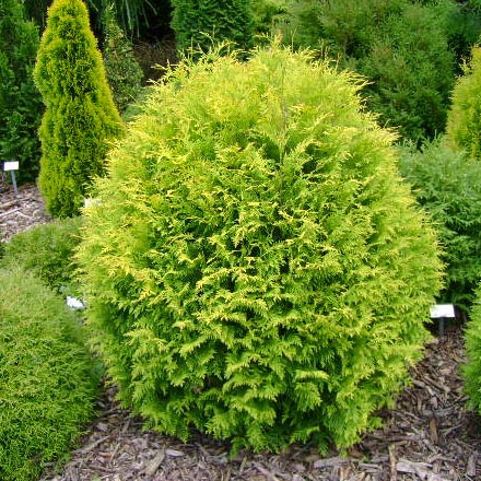 Туя западная "Golden Globe" (Thuja occidentalis) С5