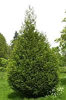 Туя складчатая "Атровиренс" (Thuja plicata "Atrovirens") С7,5