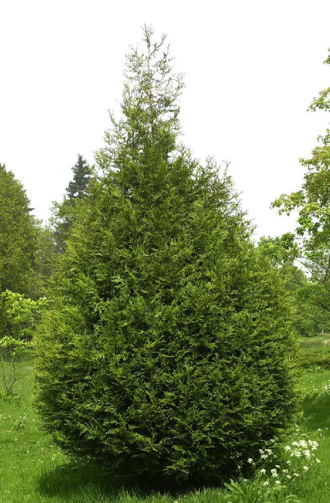 Туя складчатая "Атровиренс" (Thuja plicata "Atrovirens") С7,5 - фото 1 - id-p100380189