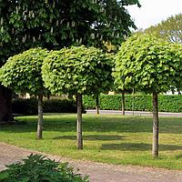 Клён остролистный "Globosum" (Acer platanoides) С7,5