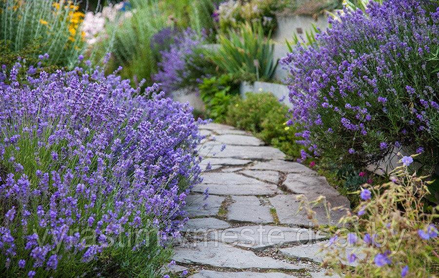 Лаванда узколистная Хидкот ('Hidcote'), С3 - фото 3 - id-p100732305