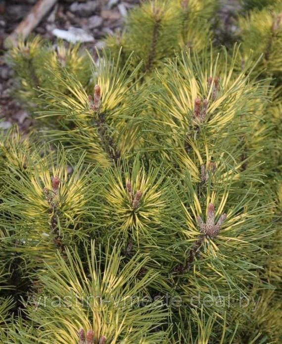 Сосна горная Саншайн (Pinus mugo Sunshine) С7 выс. 50 см диам.40-45 см - фото 2 - id-p167487428