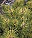 Сосна горная Саншайн (Pinus mugo Sunshine)  С7 выс. 50 см диам.40-45 см, фото 2