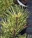 Сосна горная Саншайн (Pinus mugo Sunshine)  С7 выс. 50 см диам.40-45 см, фото 3
