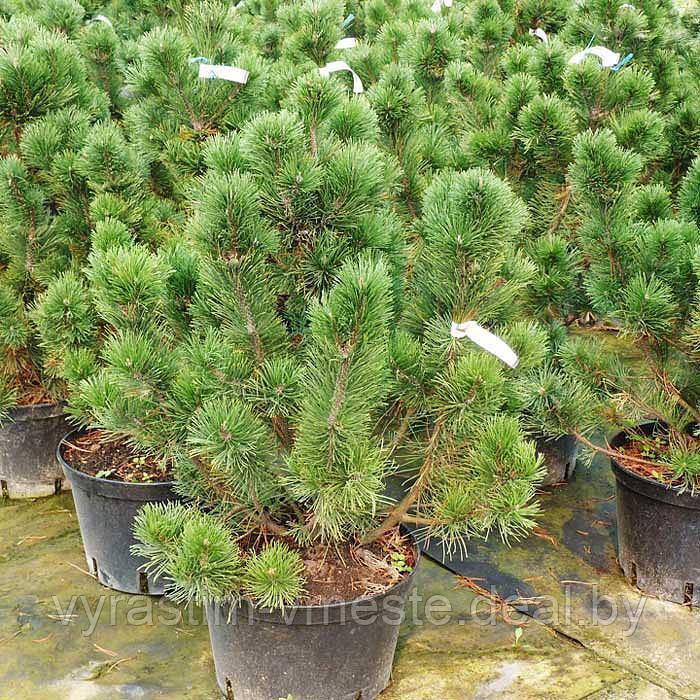Сосна горная Пал Малетер (Pinus mugo Pal Maleter) С20 выс.110 см - фото 2 - id-p100736834