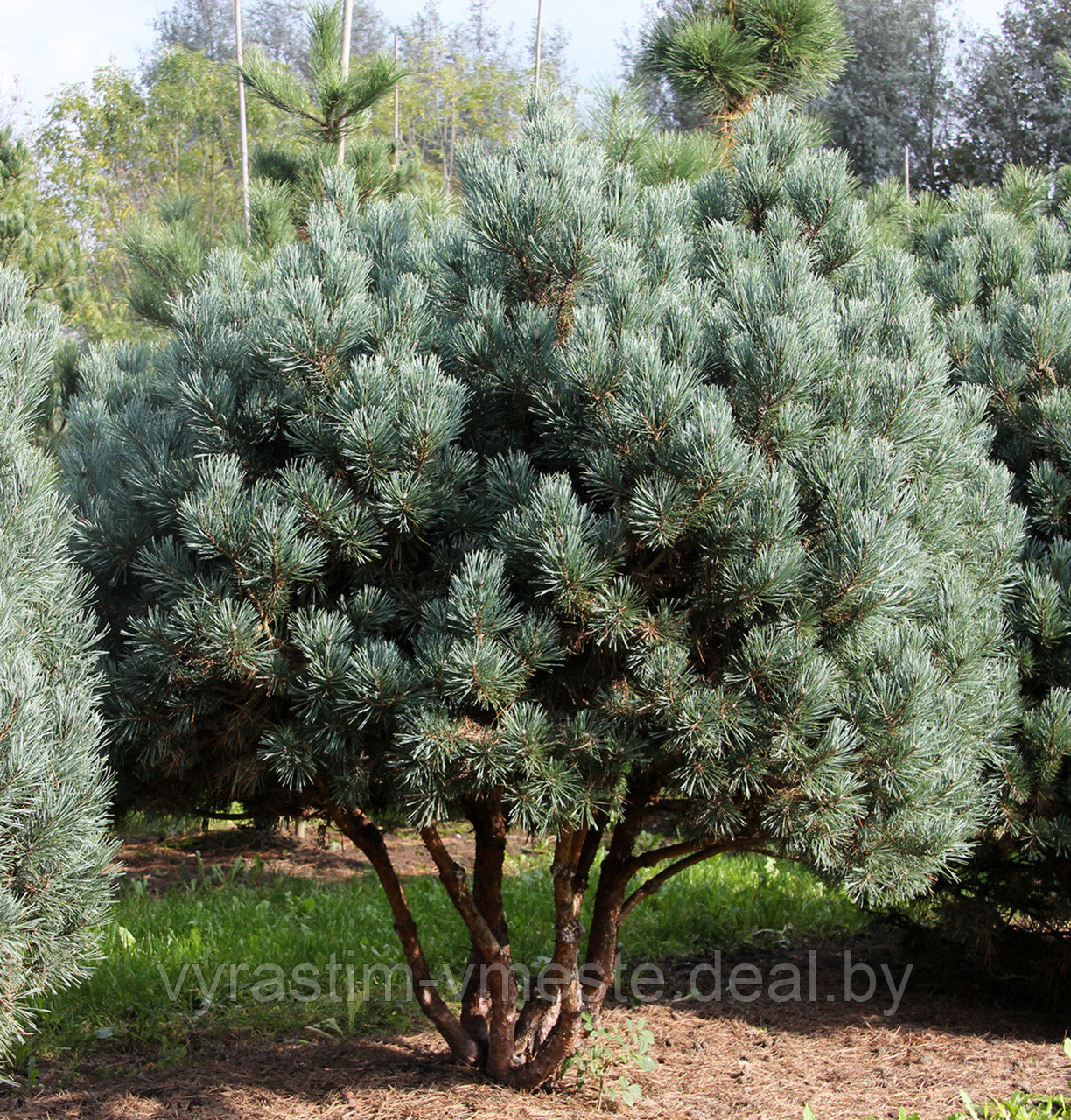 Сосна сильвестрис Ватерери (Pinus sylvestris Watereri ), С7,5, выс:95-110 см - фото 6 - id-p100738575