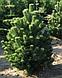 Сосна черная Орегон Грин (Pinus nigra Oregon Green) С50 выс.210 см, фото 3