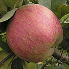 Яблоня Штрейфлинг (Штрифель, Осеннее полосатое), фото 2