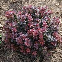 Барбарис тунберга Конкорд (Berberis thunbergii Concorde)