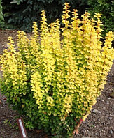 Барбарис тунберга Диаболикум (Berberis thunbergii Diabolicum)