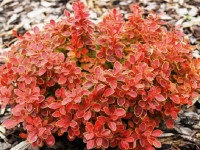 Барбарис Тунберга Оранж Дрим (Berberis thunbergii Orange Dream)