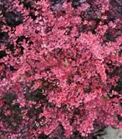 Барбарис тунберга Пинк Куин (Berberis thunbergii Pink Queen)