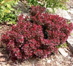 Барбарис тунберга Атропурпуреа Нана (Berberis thunbergii Atropurpurea Nana) - фото 1 - id-p100931978