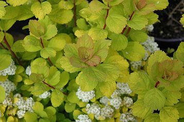 Спирея березолистная Тор Голд (Spiraea betulifolia Tor Gold)