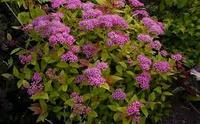 Спирея японская Криспа (Spiraea japonica Crispa)