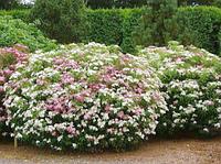 Спирея японская Широбана (Spiraea japonica Shirobana)