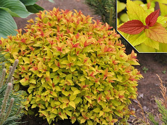 Спирея японская Голдфлейм (Spiraea japonica Goldflame)