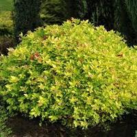 Спирея японская Голдмаунд (Spiraea japonica Goldmound