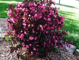 Вейгела цветущая Минор Блэк (Weigela florida Minor Black)