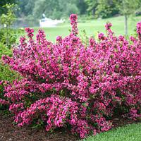 Вейгела Пинк Принцесс (Weigela florida Pink Princess)