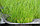 Семена "Полевица побегоносная"  DLF Кроми 0,5 кг, фото 3
