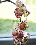 Цветочная композиция - Орхидея (Фаленопсис) из полимерной глины, ИК0005, фото 3