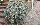 Гелихризум черешковый, фото 4