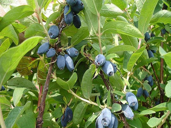 Жимолость Синяя птица