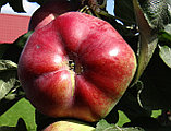 Яблоня колоновидная Останкино, фото 2