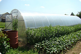 Теплица из поликарбоната Урожай Элит-64 6-ти метровая (оцинкованная труба 25х25 мм,ППК 4мм "Сибирские теплицы), фото 4