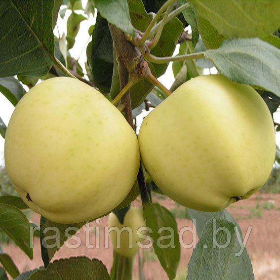 Яблоня Белый налив - фото 1 - id-p3860767