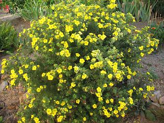 Лапчатка кустарниковая Голдстар (Potentilla fruticosa Goldstar)