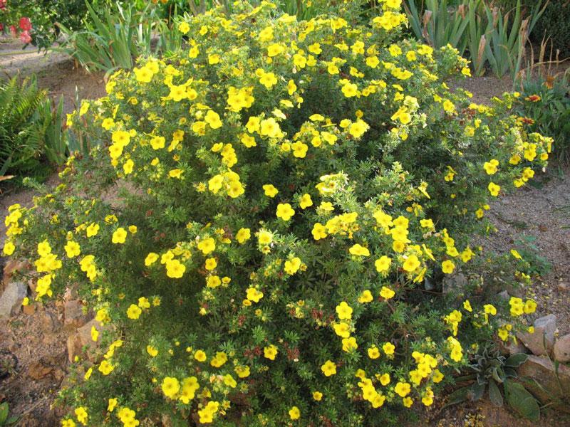 Лапчатка кустарниковая Голдстар (Potentilla fruticosa Goldstar) - фото 1 - id-p101584187